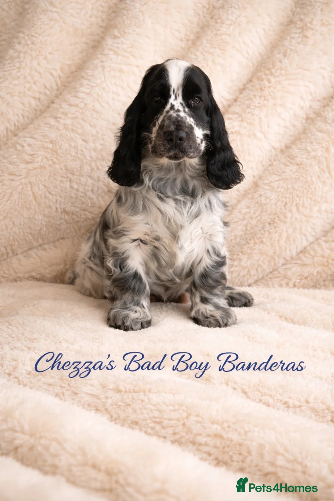 Cocker Spaniel dogs for sale: Very Handsome Blue Roan Cocker Spaniel Male Puppy - Advert 2