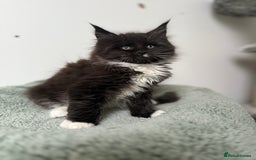 Maine Coon cats for sale: 🐾TICA registered Maine Coon Kittens🐾 - Image 14