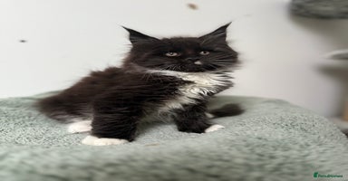 Maine Coon cats 🐾Only 2 Maine Coon Boys Still Available 🐾 - Advert 6