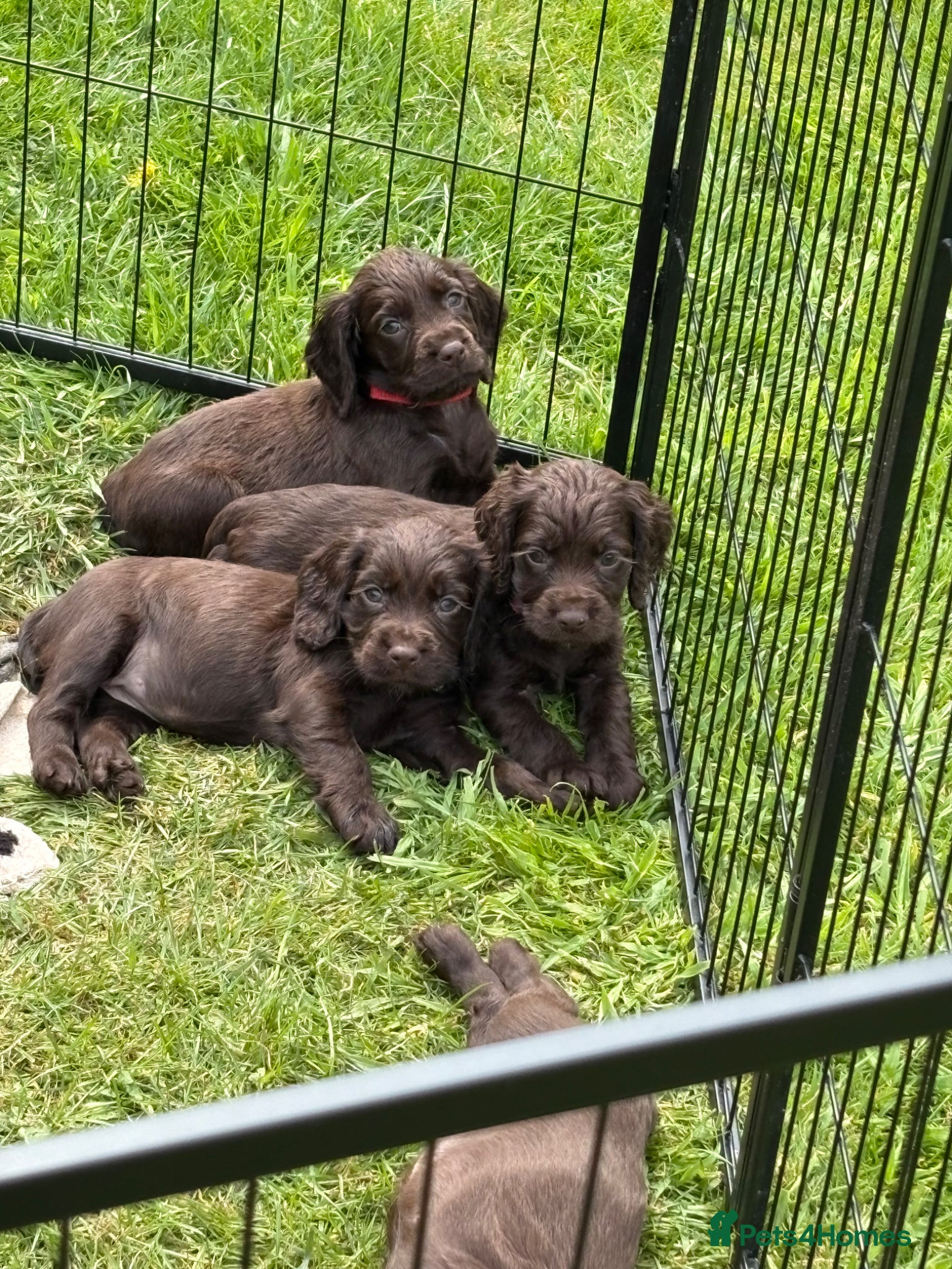 Cocker Spaniel dogs Working cocker spaniels KC Registered - Advert 1