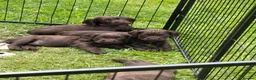 Cocker Spaniel dogs for sale: Working cocker spaniels KC Registered - Advert 1