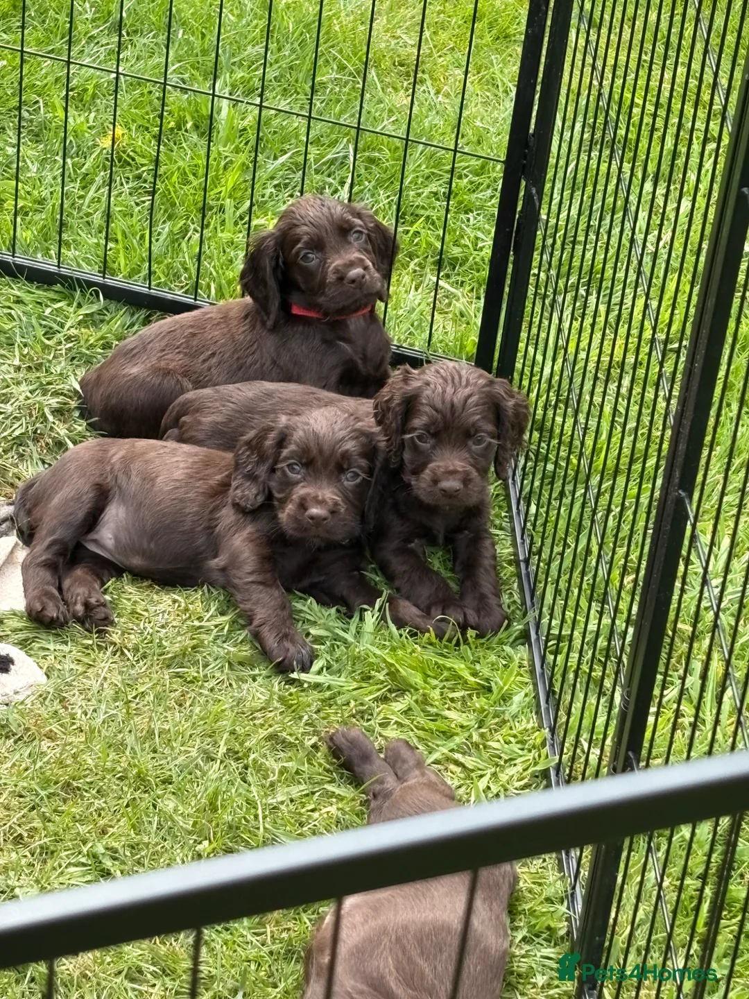 Cocker Spaniel dogs for sale: Working cocker spaniels KC Registered - Advert 1