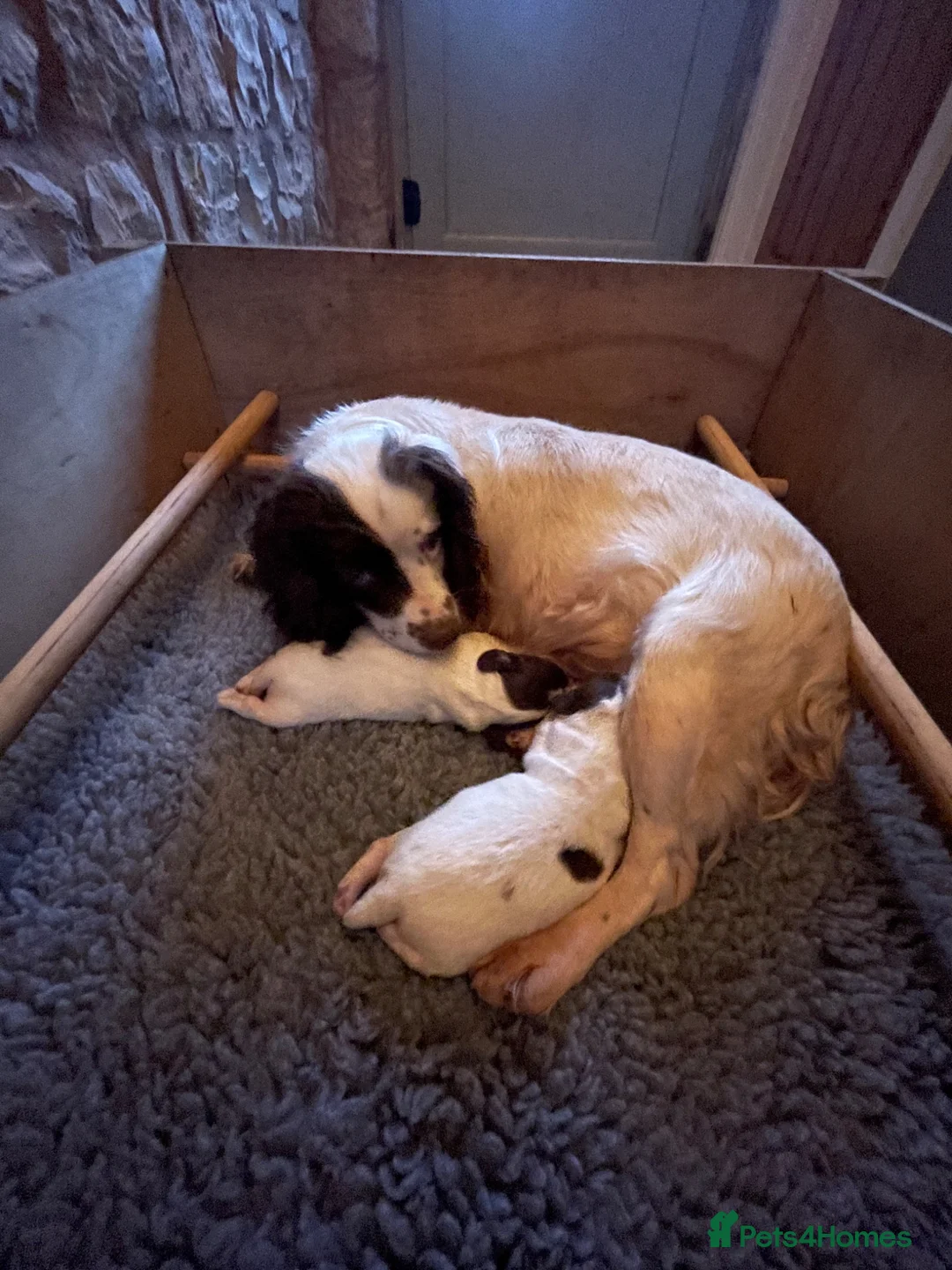 English Springer Spaniel dogs for sale: KC Reg English Springer Spaniel  - Advert 2