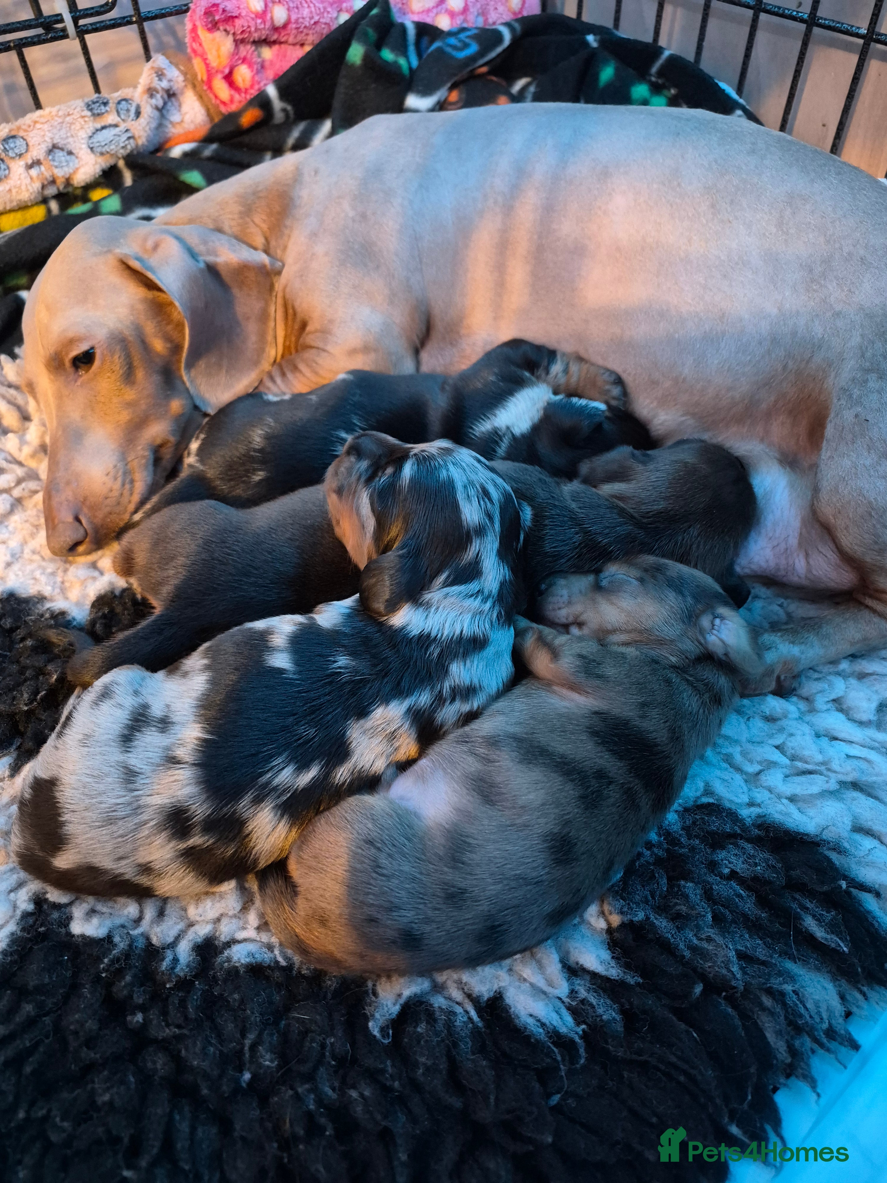 Miniature Dachshund dogs Miniature dachshund puppies - Advert 10