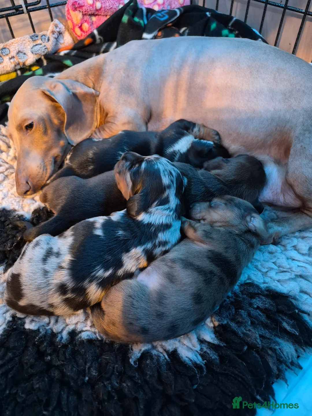 Miniature Dachshund dogs for sale: Miniature dachshund puppies - Advert 1