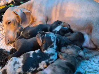 Miniature Dachshund dogs Miniature dachshund puppies - Advert 10