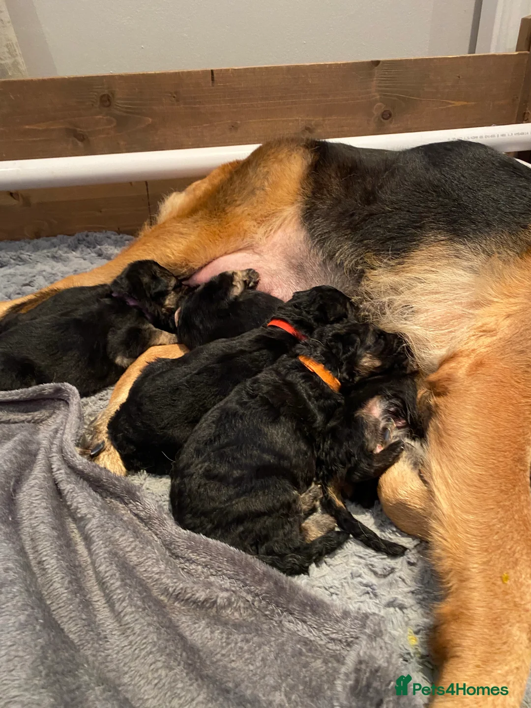 German Shepherd dogs for stud: KC REG FULLY HEALTH TESTED German Shepherd Stud in Macclesfield - Advert 25