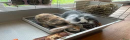 Lionhead rabbits for sale: Two Girl Bunnies Holland Lop & Lion Head  in Tranent - Advert 7