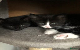 Mixed Breed cats for sale: two beautiful family raised kittens  - Image 4
