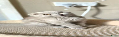 Scottish Fold 1