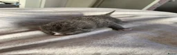 British Shorthair cats for sale: 3 British shorthair kittens  - Advert 20
