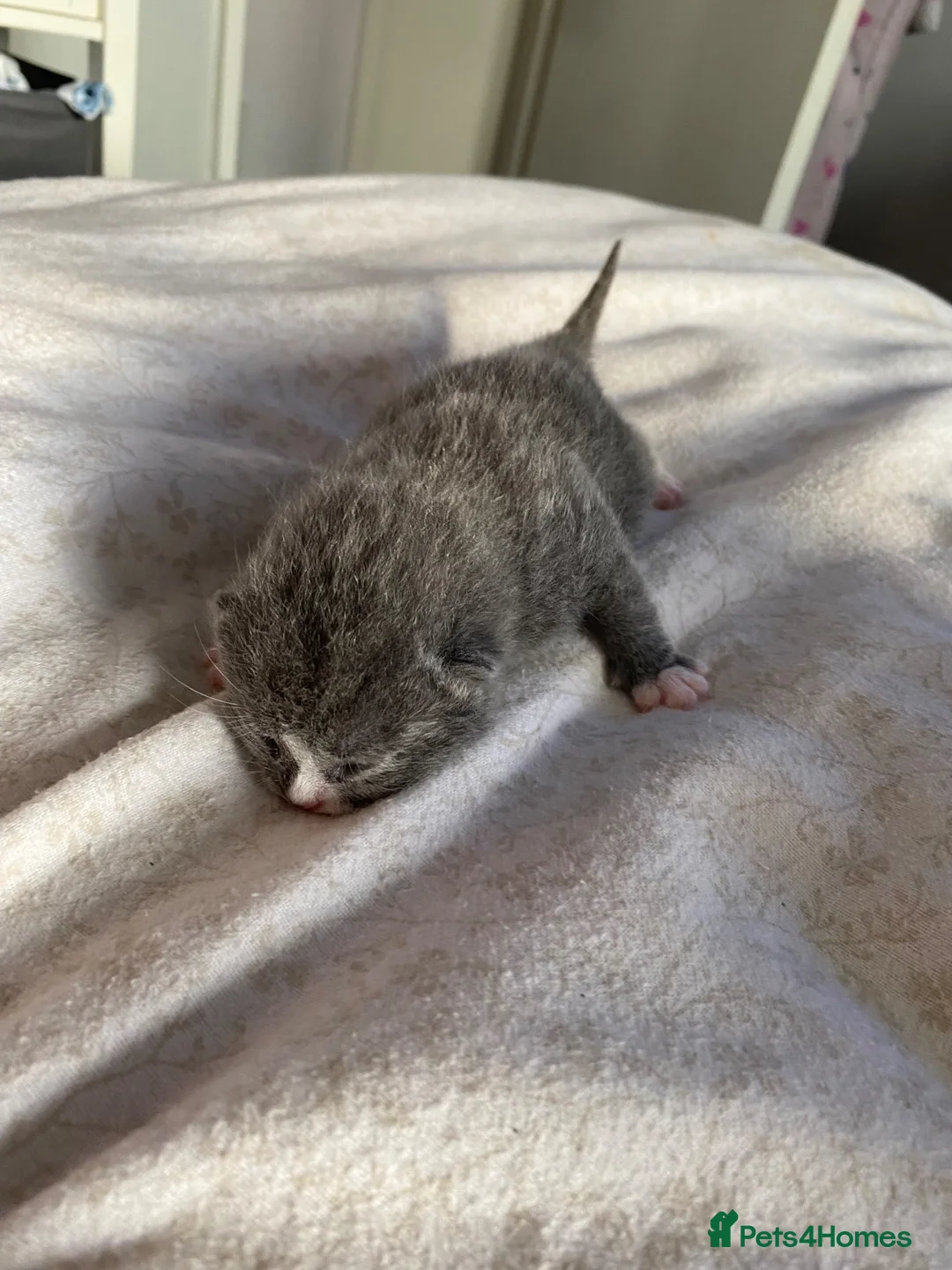 British Shorthair cats for sale: 3 British shorthair kittens  - Advert 20