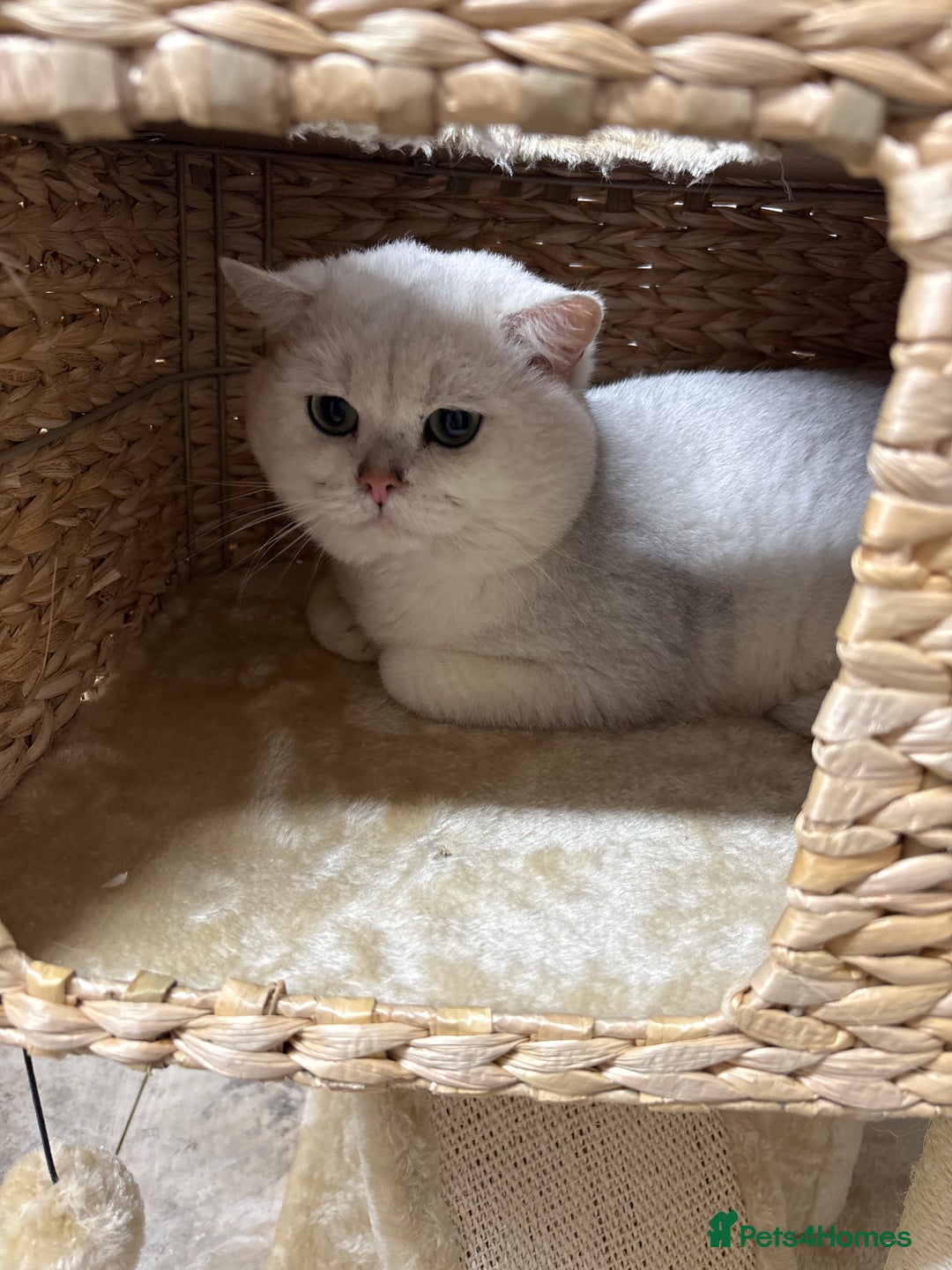 British Shorthair cats for stud: Poland imported tica registered BRI NS 12 Silver - Advert 8
