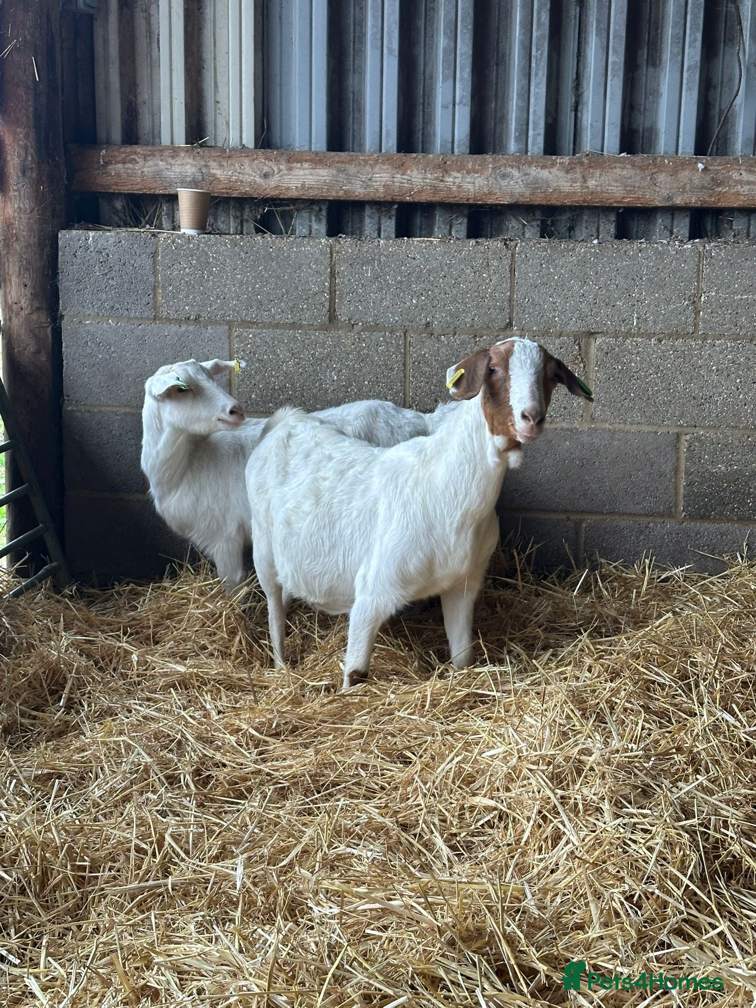 Goats livestock 3 Year old Nanny’s  - Advert 9