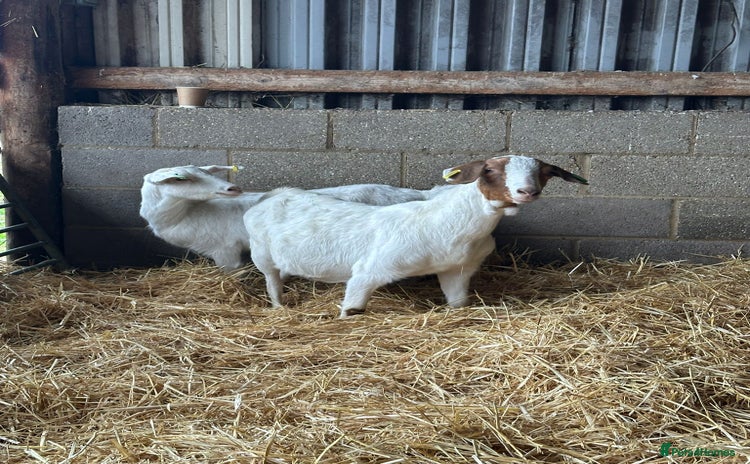 Goats livestock 3 Year old Nanny’s  - Advert 2