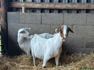 Goats livestock for sale: 3 Year old Nanny’s - Advert 3