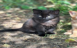 Mixed Breed cats for sale: 2 lovely kittens ready now  - Image 1