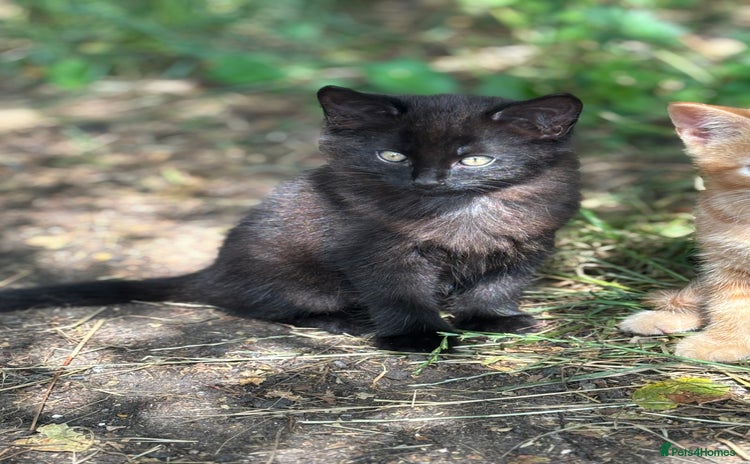 Mixed Breed cats - Advert 8