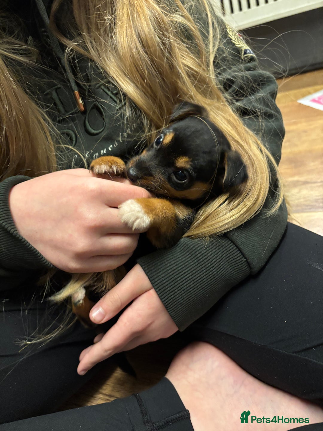 Mixed Breed dogs for sale: Stunning Jack Russell pups ready for loving homes  - Advert 7