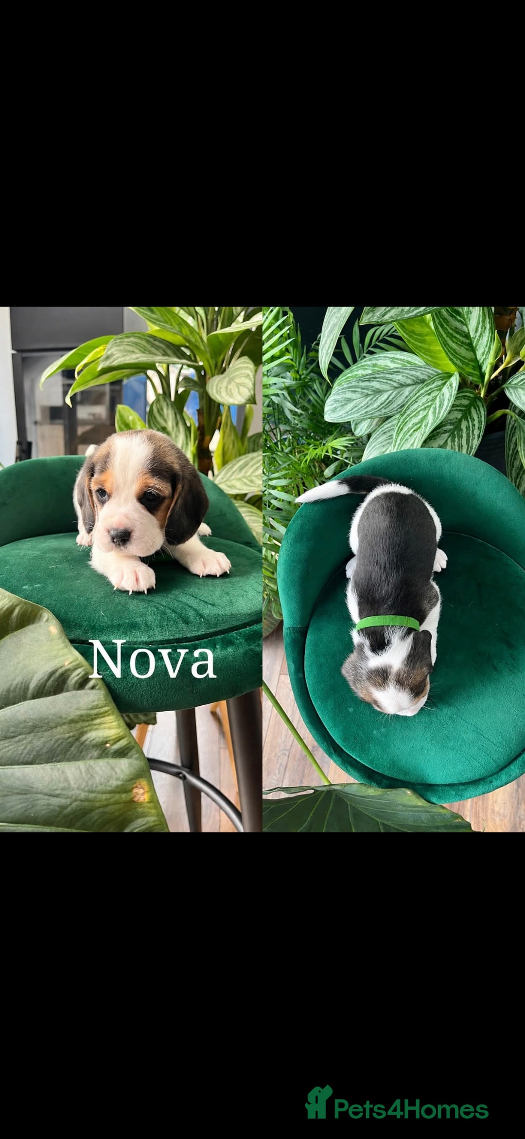 Beagle dogs Beautiful Beagle puppies  - Advert 2