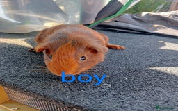 Guinea Pig rodents for sale: 6 Baby male guinea pig - Image 2
