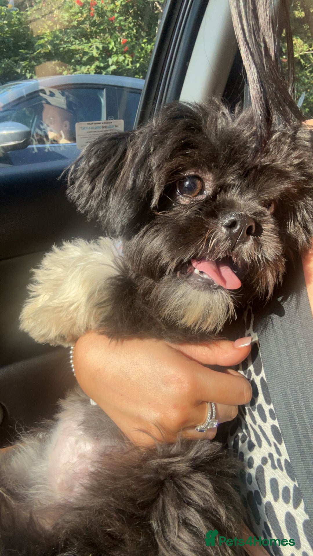 Shih Tzu dogs for sale: Shh tzu for sale - Advert 3