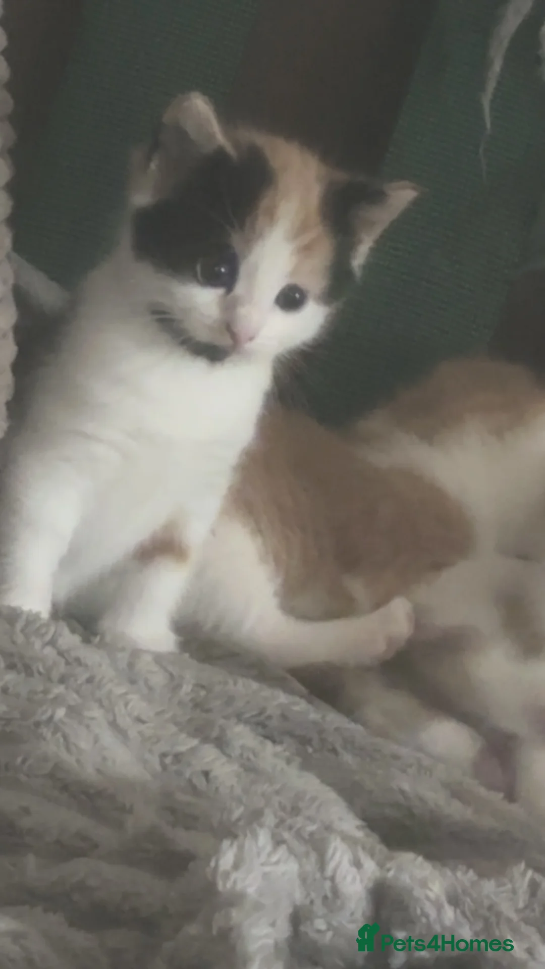 Mixed Breed cats for sale: Calico kittens  - Advert 6