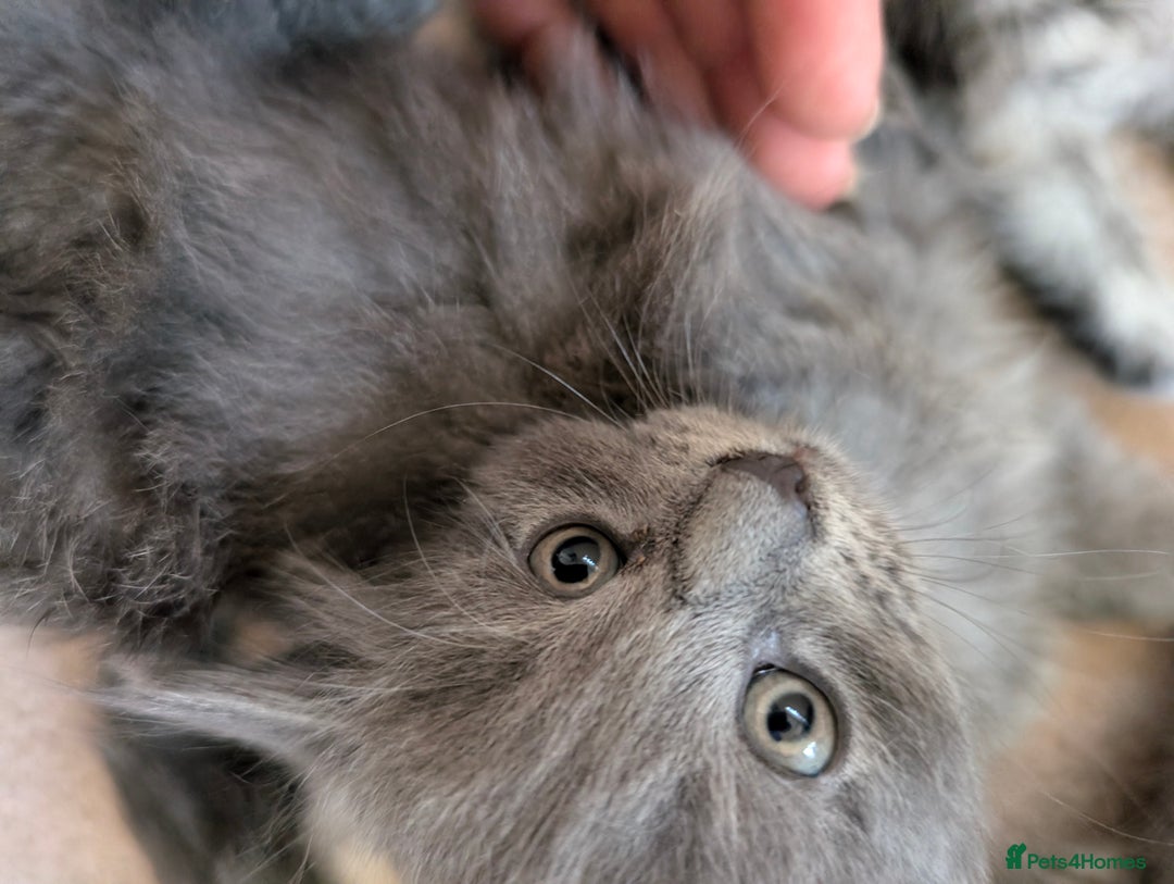Mixed Breed cats for sale: Three incredibly beautiful kittens - Image 5