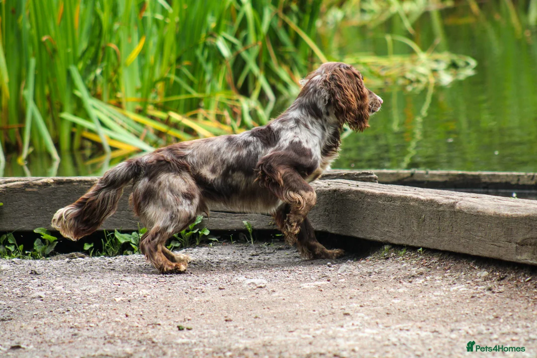 Cocker Spaniel dogs for stud: Merle Cocker Spaniel at stud - DNA tested🧬 in Dudley - Advert 7