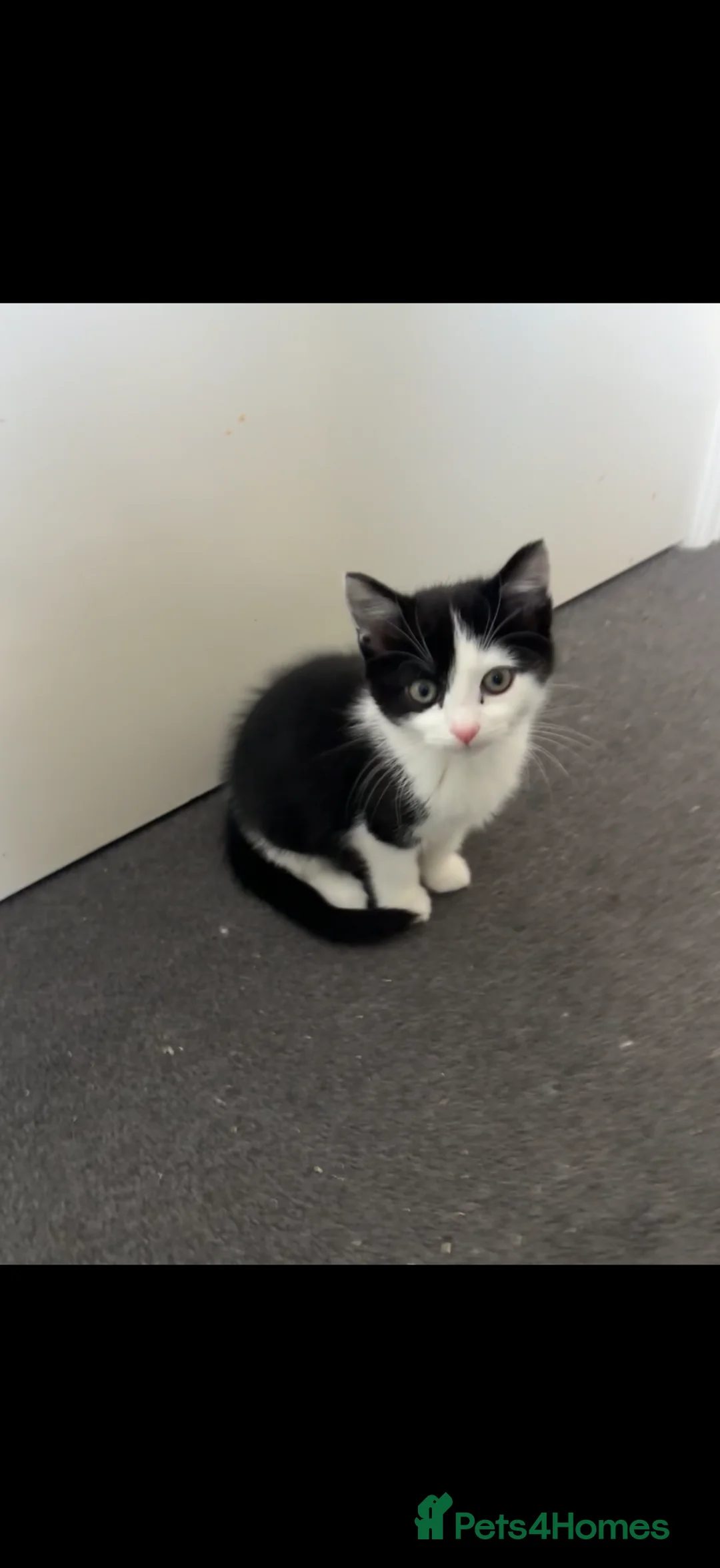 Mixed Breed cats for sale: One girl kitten ready to go! - Advert 2