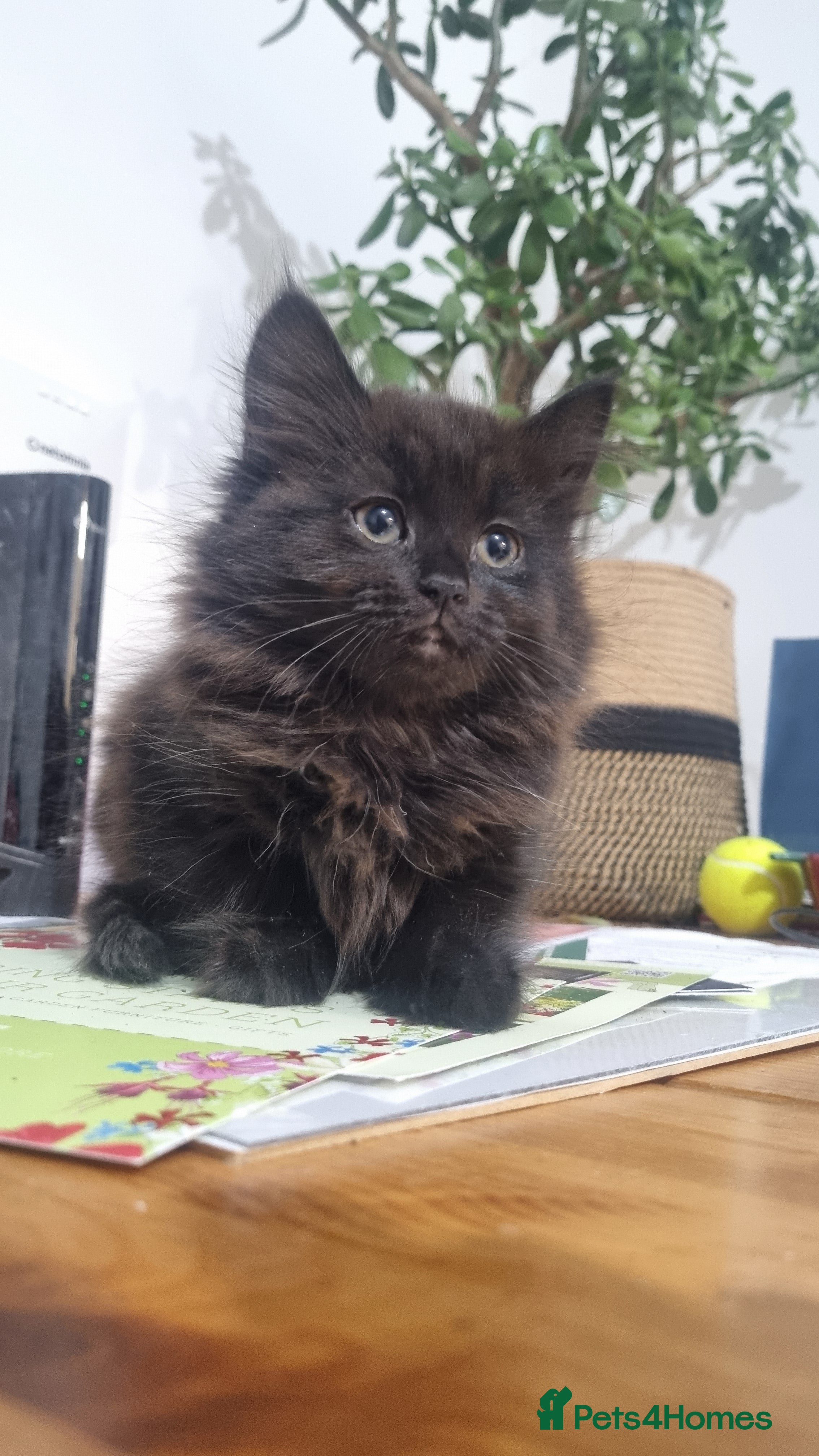 Turkish Angora cats Adorable Kittens Looking for Loving Homes - Advert 4