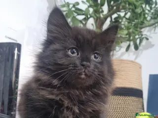 Turkish Angora cats Adorable Kittens Looking for Loving Homes - Advert 4