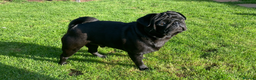 Pug dogs for stud: Health tested black pug stud  in Stevenage - Advert 28