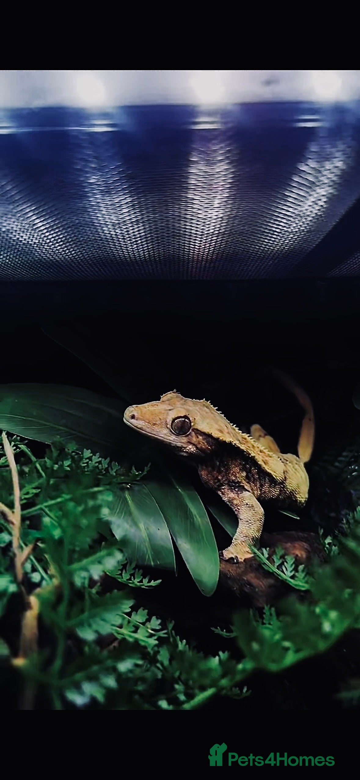 Gecko reptiles Proven breeding group of crested geckos  - Advert 13