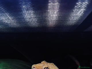 Gecko reptiles Proven breeding group of crested geckos - Advert 1