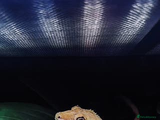 Gecko reptiles Proven breeding group of crested geckos - Advert 18