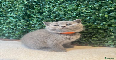 British Shorthair cats - Advert 5