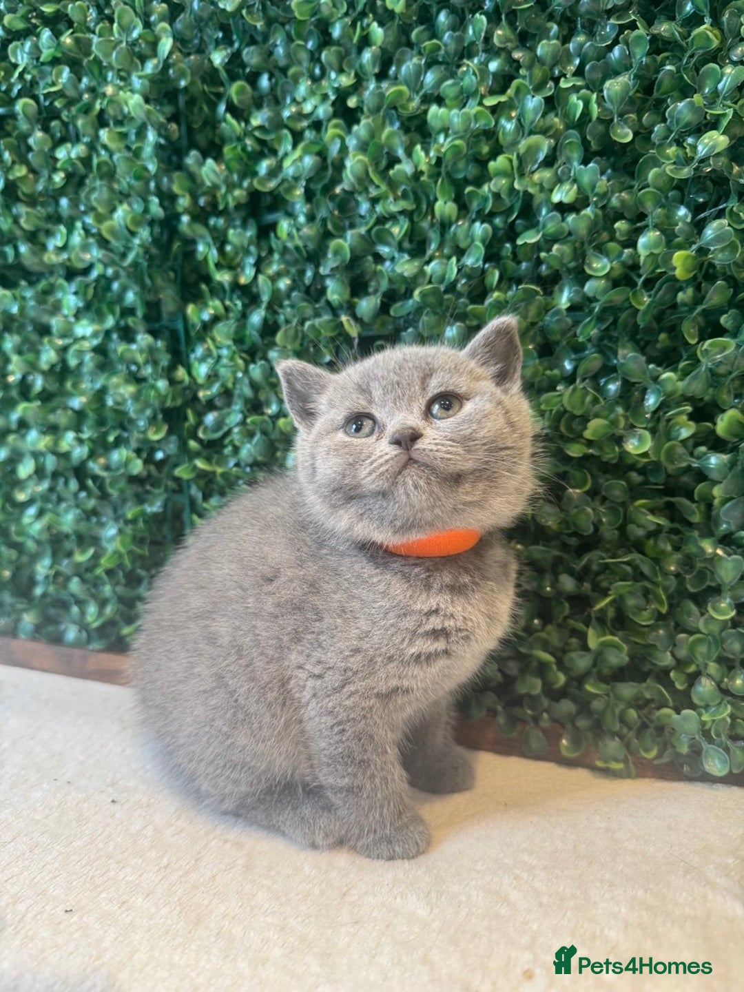 British Shorthair cats for sale: 💕British Shorthair Blue Kittens💕 - Image 3