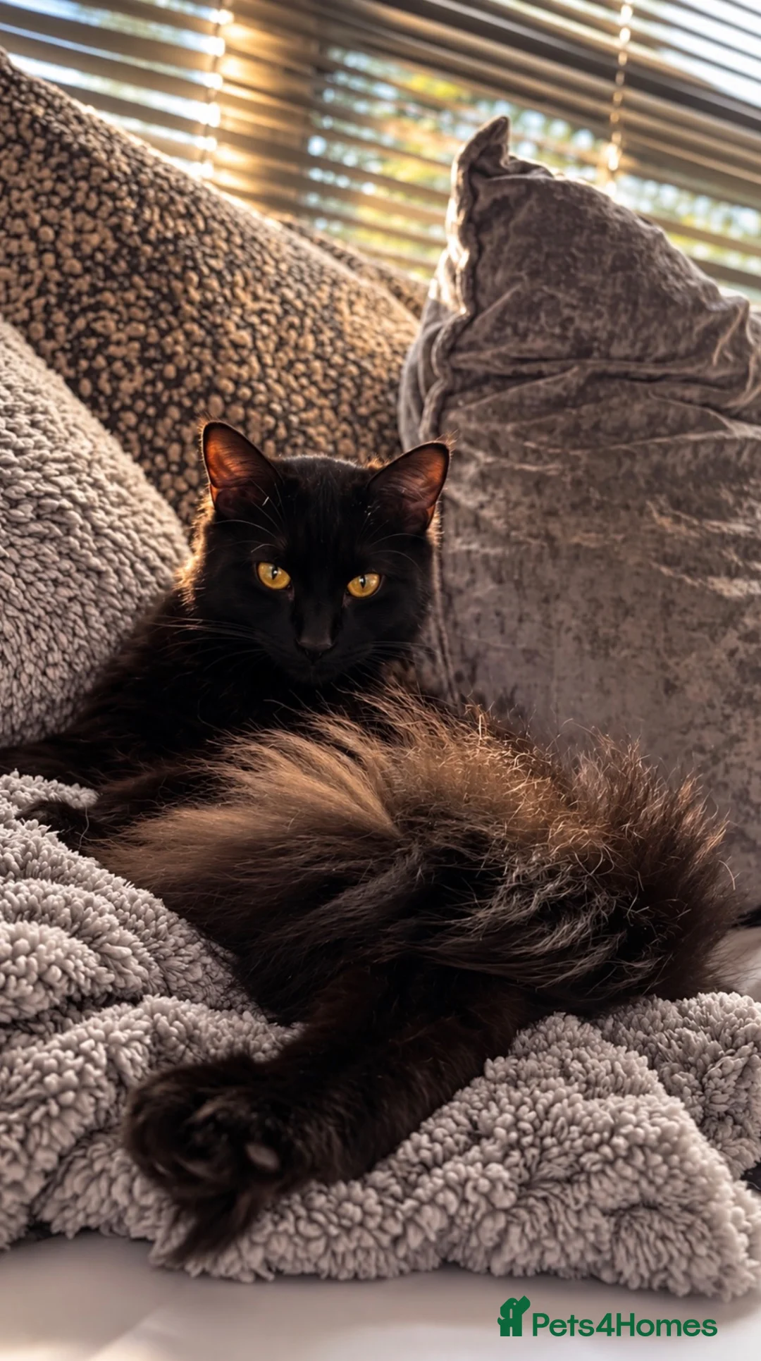 Maine Coon cats for sale: Maine Coon x Ragdoll - Advert 1
