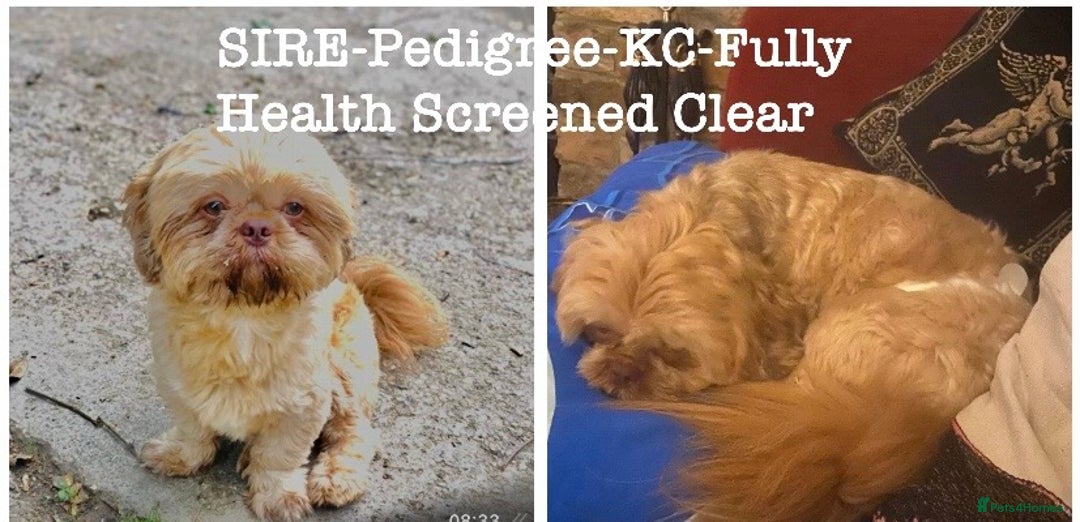 Shih Tzu dogs for sale: STUNNING BLACK MASK PUPS PLUS PARTI COLOUR  - Advert 10