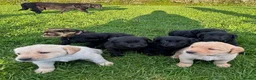 Labrador Retriever dogs for sale: 8 Labrador puppies for sale - Advert 3