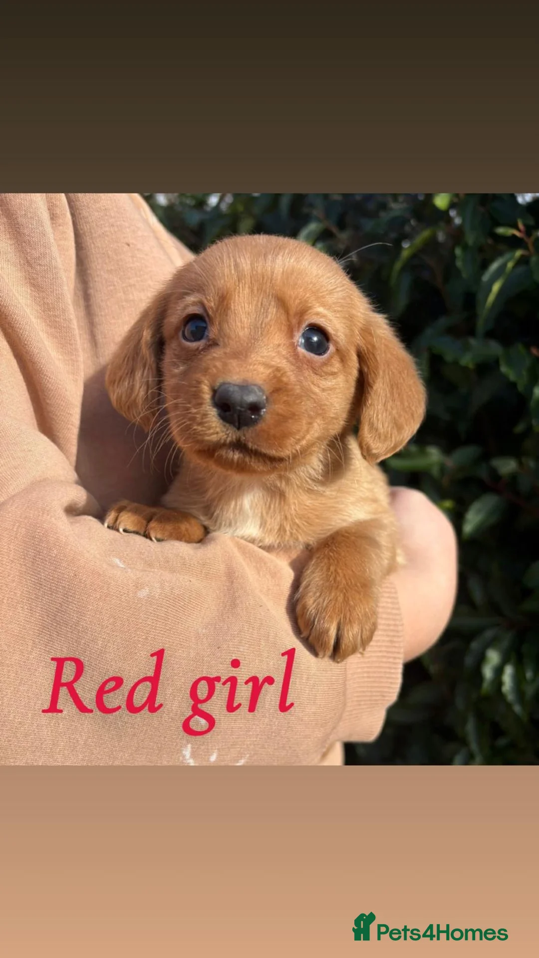 Cockerdor dogs for sale: Labrador x cocker spaniel pups - Advert 13