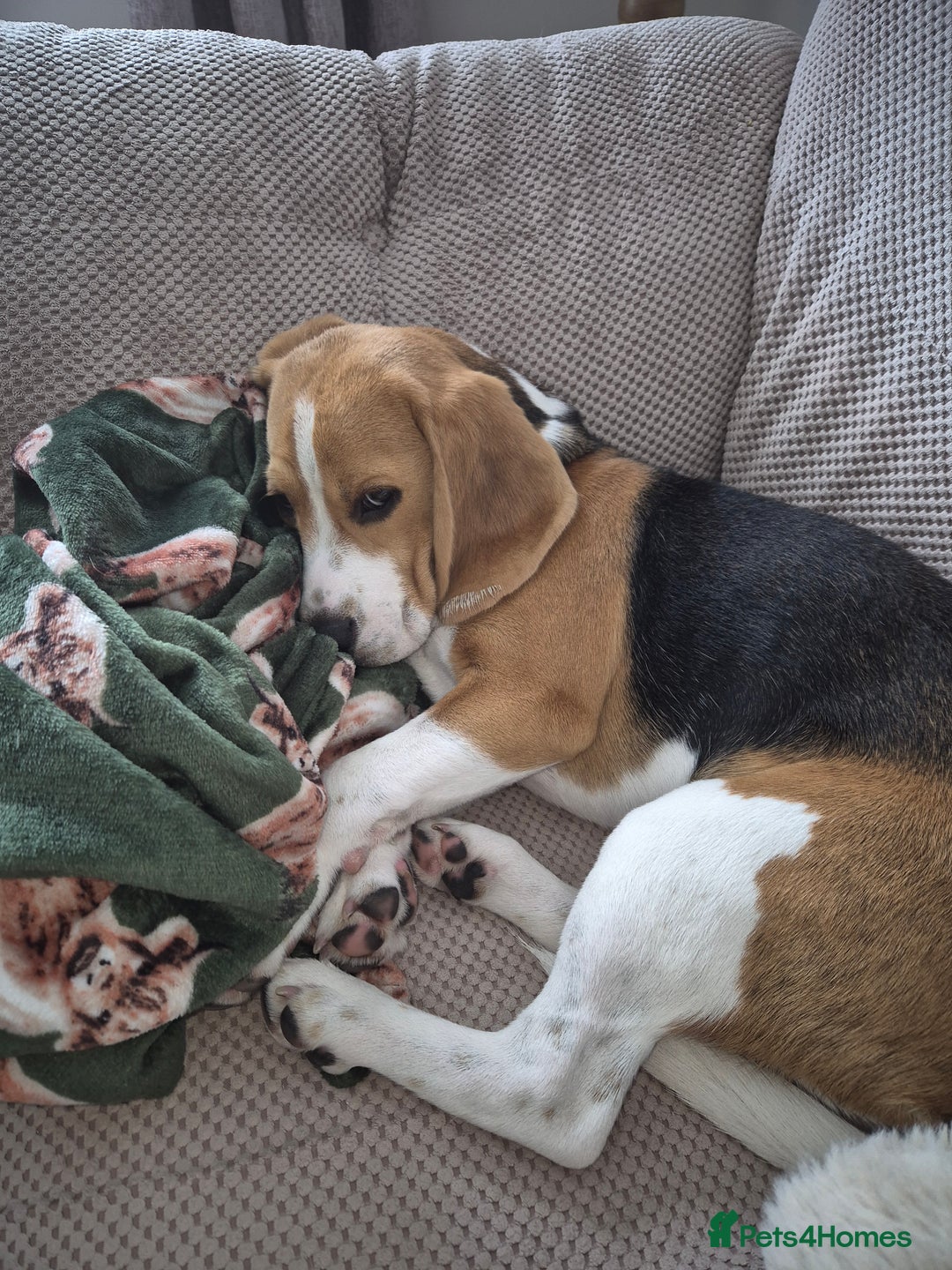 Beagle dogs for sale: 9 mouths old puppy beagle  - Image 7