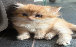 British Longhair cats for sale: GCCF reg BLH Chocolate Golden Blue/Green/Odd Eyes - Image 37