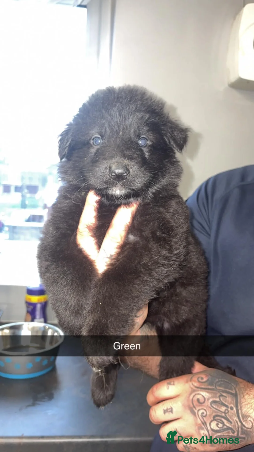 German Shepherd dogs for sale: German shepherd puppies  - Advert 2
