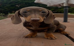 Dachshund dogs for sale: CHAMPION LINE KC REG MINI DACHSHUND GIRLS  - Image 26