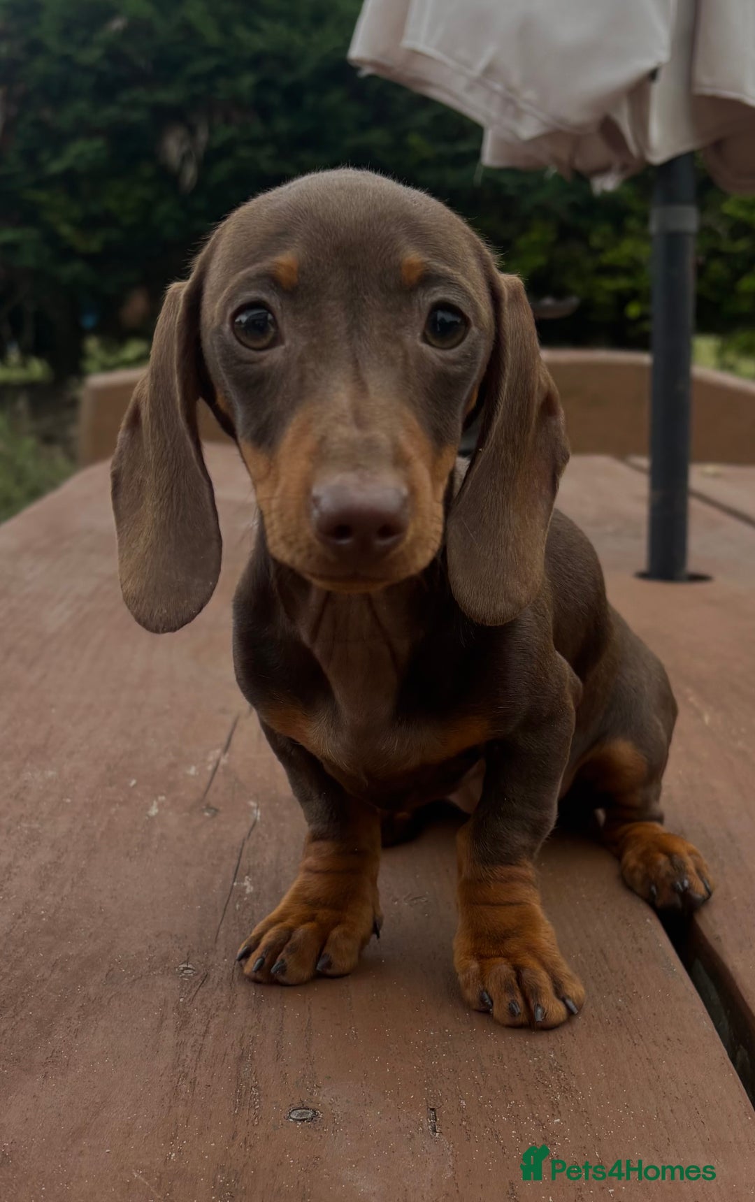 Dachshund dogs for sale: CHAMPION LINE KC REG MINI DACHSHUND GIRLS  - Image 26