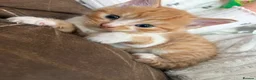 British Longhair cats for sale: Beautiful ginger and tortoiseshell kittens - Advert 4