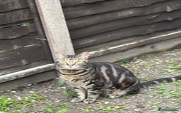 Domestic Shorthair cats for sale: Male Tabby Cat - Image 2