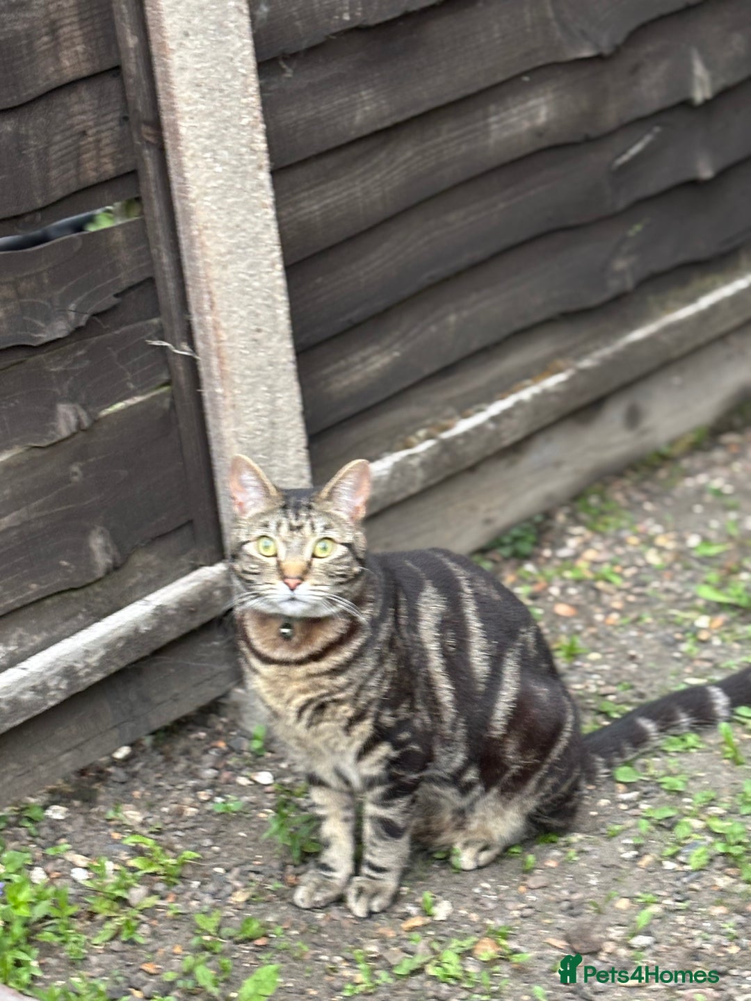 Domestic Shorthair cats for sale: Male Tabby Cat - Image 2